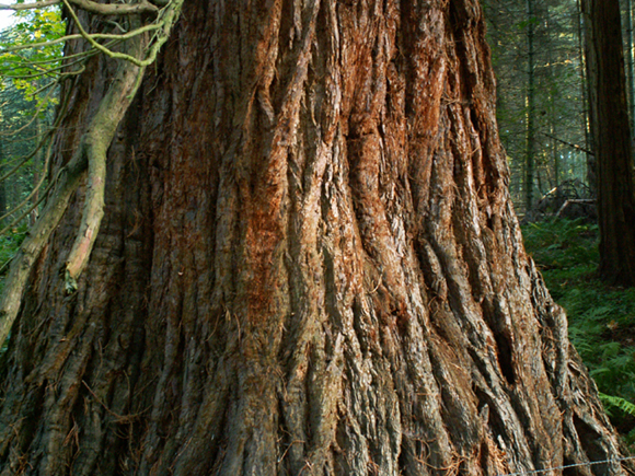 Base typique d'un gros séquoia géant européen © Marc Meyer