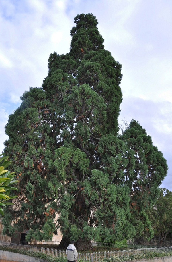 Séquoia géant à Santo Domingo de Silos