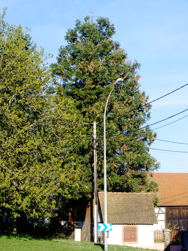 Séquoia géant à Alteckendorf