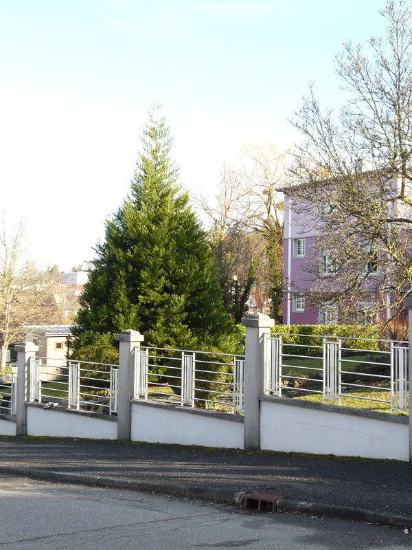Séquoia géant à Altkirch