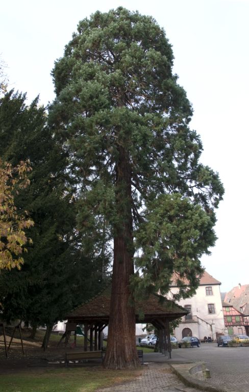 Séquoia géant à Andlau