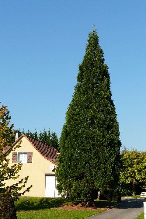 Séquoia géant à Aspach le Bas rue de Thann