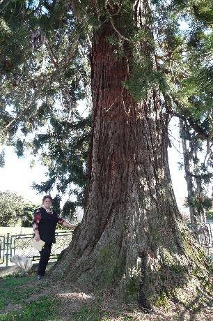 Séquoia géant (5m70)