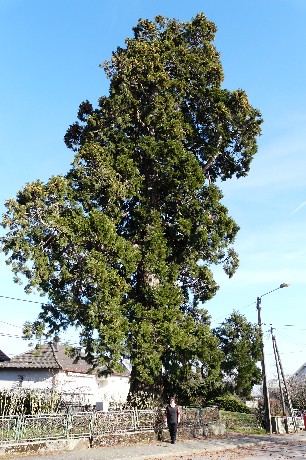 Séquoia géant à Aspach le Haut