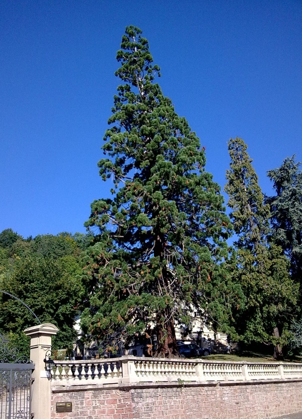 Séquoia géant à Barr