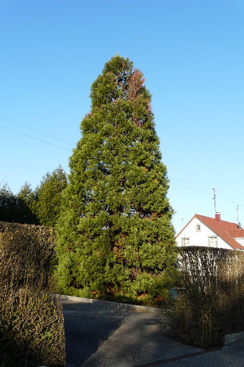 Séquoia géant à Bartenheim
