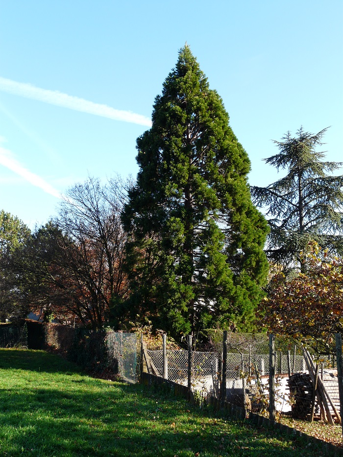 Séquoia géant à Bergheim