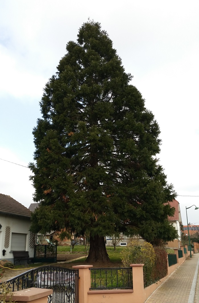 Séquoia géant à Bietlenheim