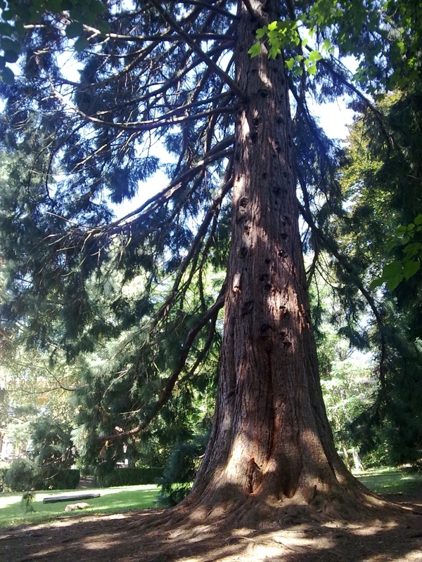 Séquoia géant à Boersch