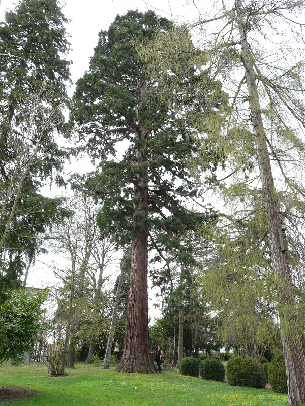 Séquoia géant à Bollwiller