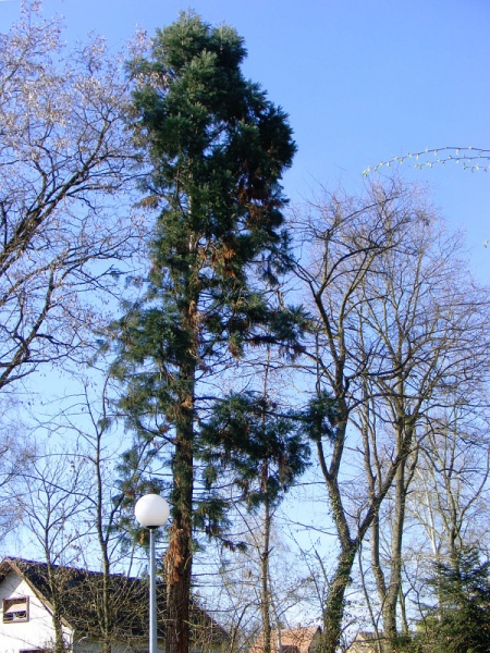 Séquoia géant à Brumath