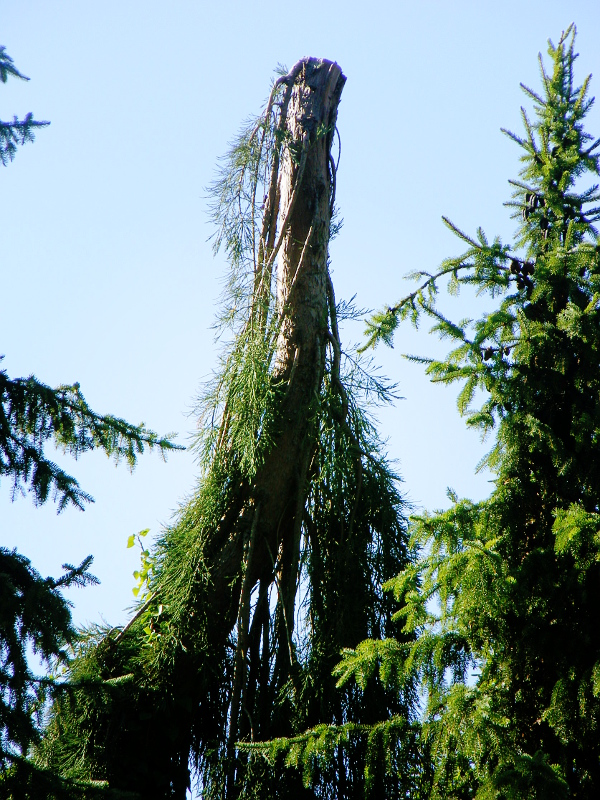 Séquoia géant pendulum