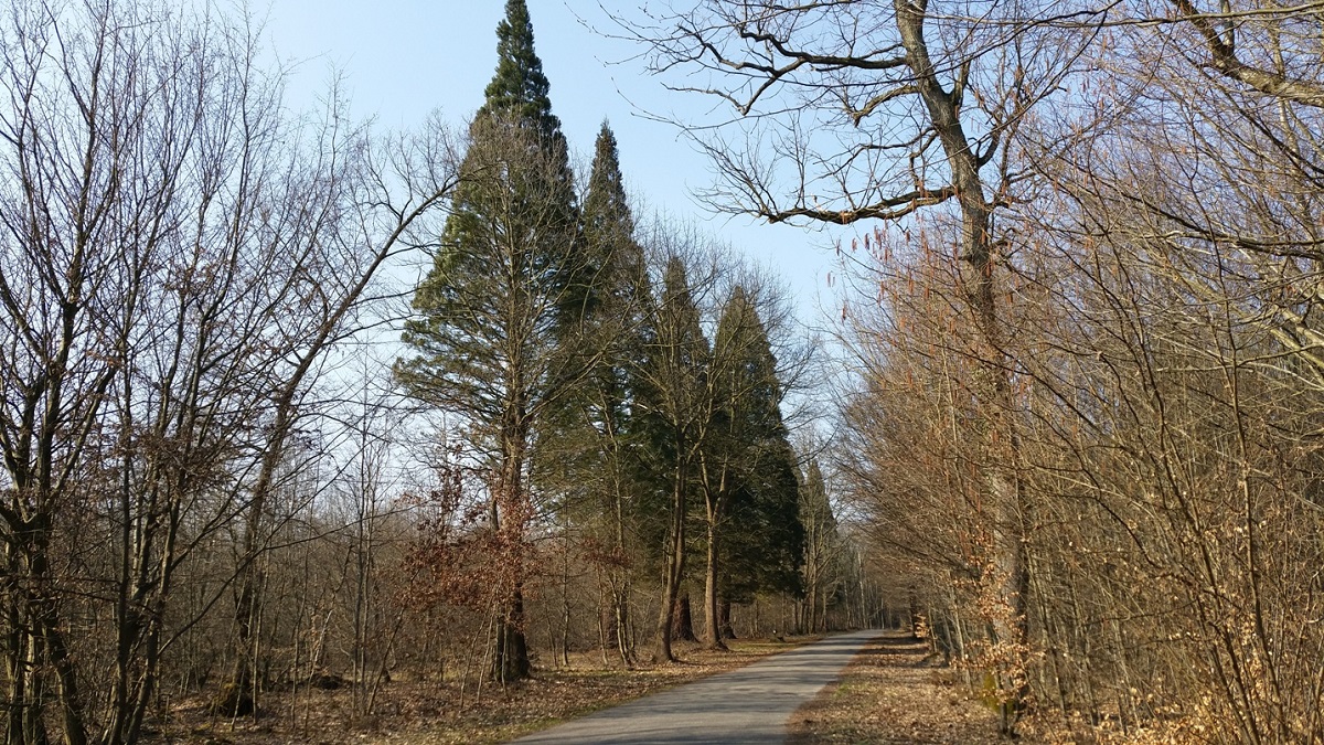 Séquoia géant à Brumath