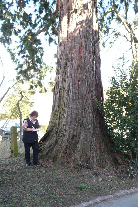 Séquoia géant à Buhl