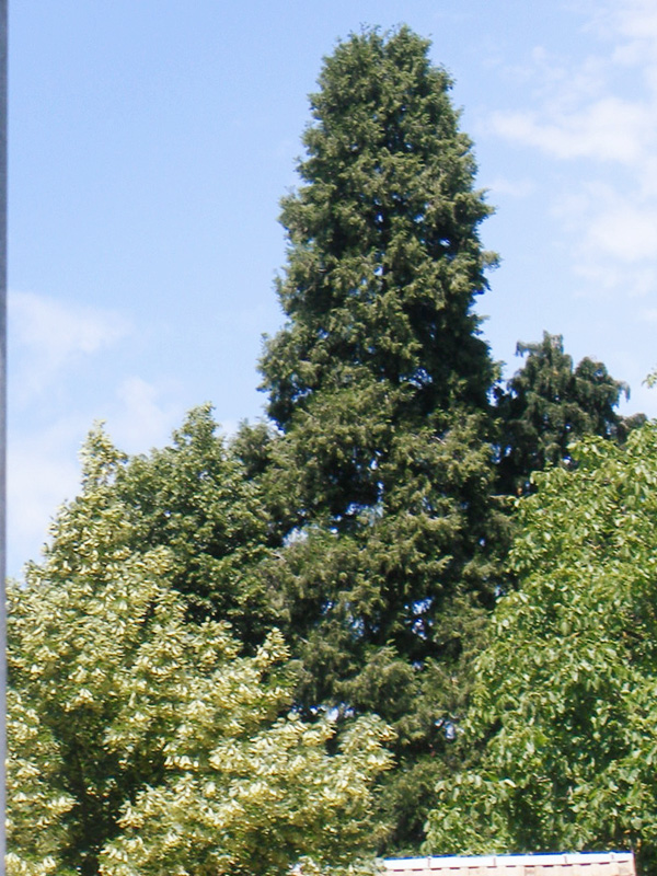 Séquoia géant à Buhl