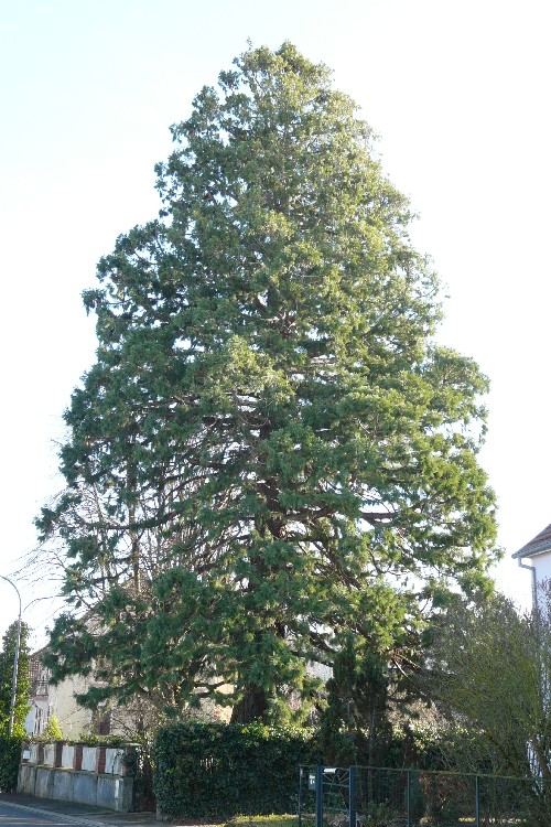 Séquoia géant à Carspach