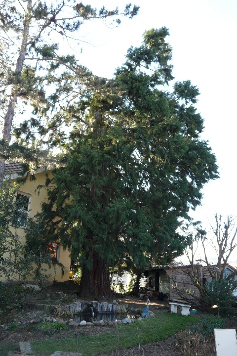 Séquoia géant à Cernay 