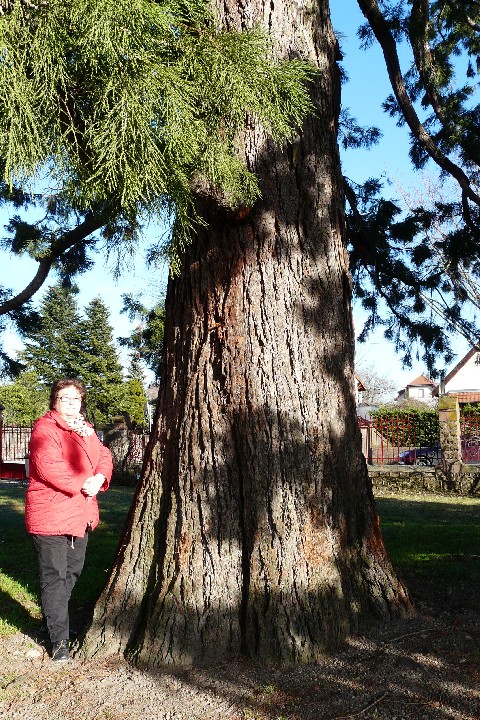 Séquoia géant au siège de la communauté de Soultz