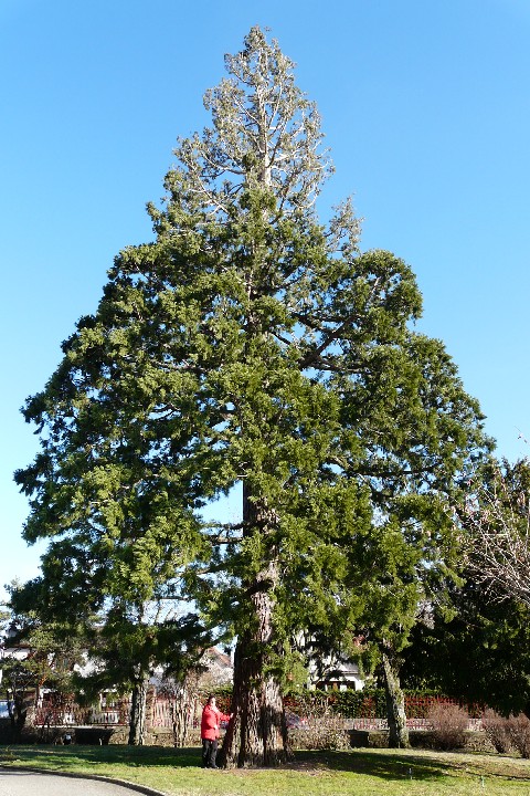 Séquoia géant à Cernay