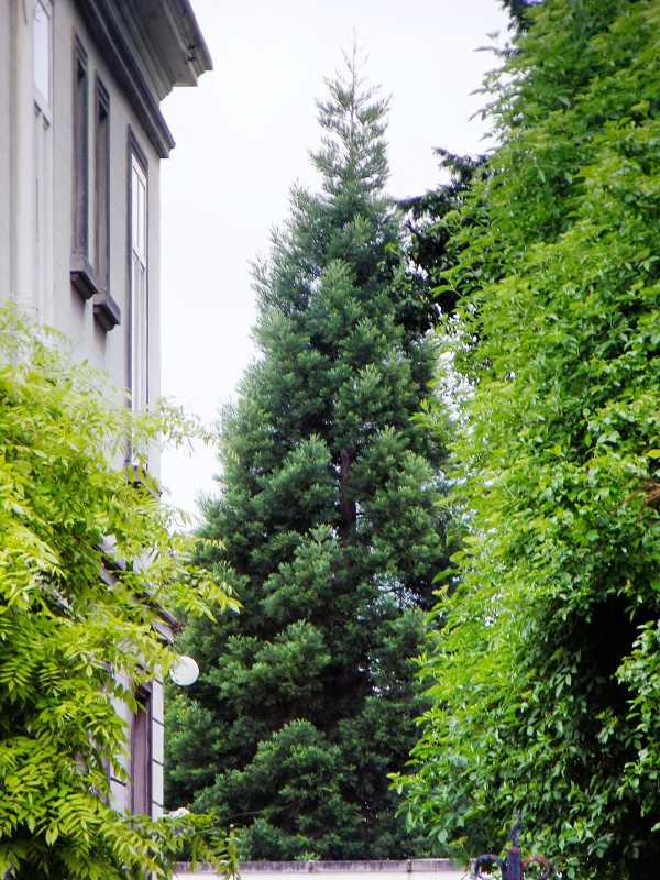 Séquoia géant à Colmar
