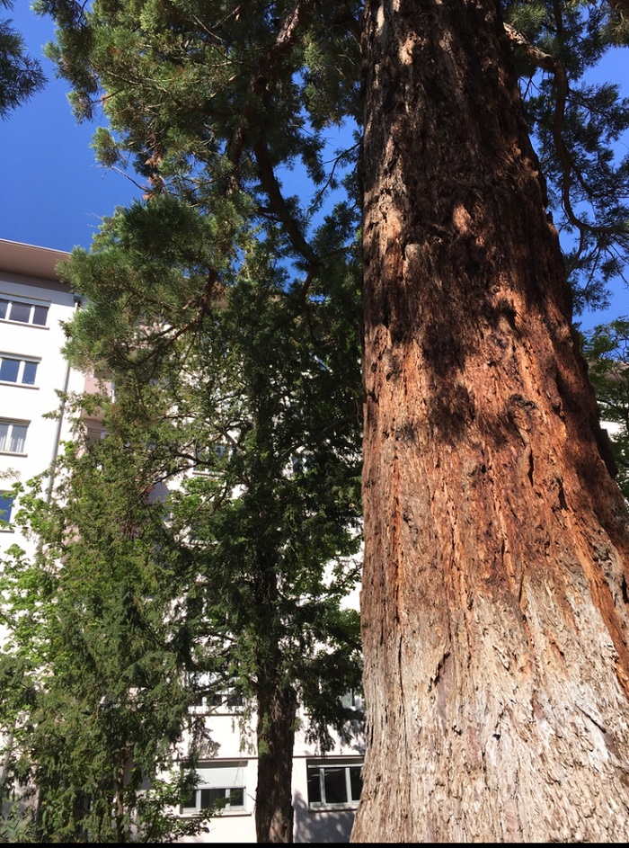 Séquoia géant à Colmar