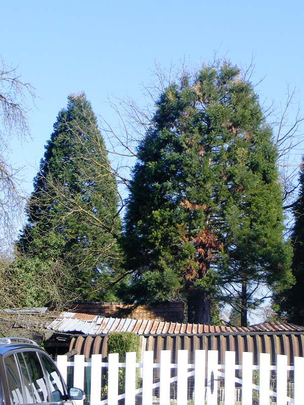 Séquoia géant à Dalhunden