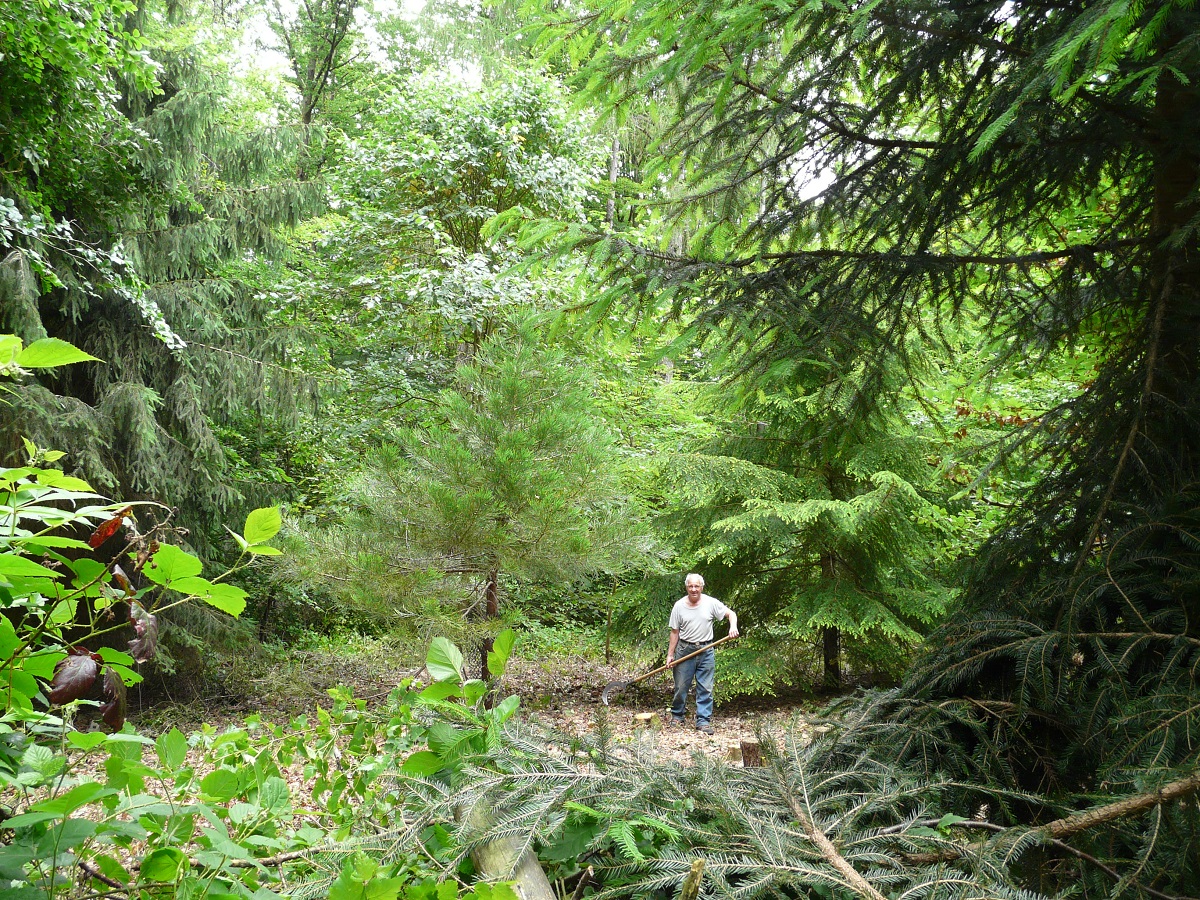 Séquoia géant à Durmenach