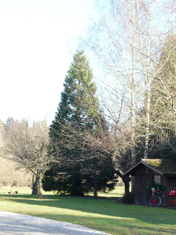 Séquoia géant à Friesen
