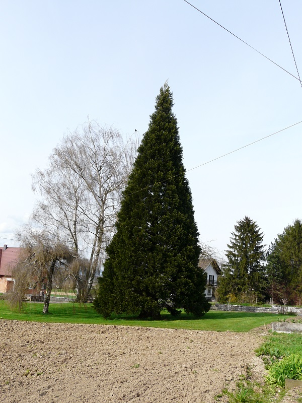 Séquoia géant à Gommersdorf