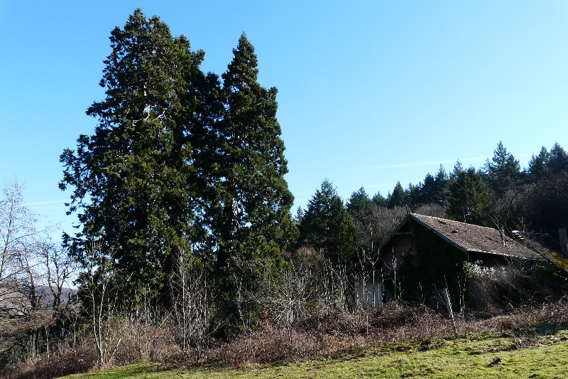 Séquoia géant à Guebwiller maison forestière du Axwald