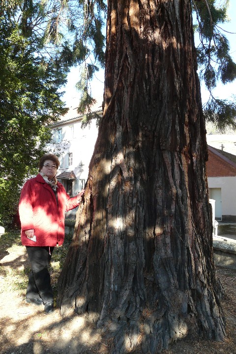 Séquoia géant au jardin Théodore Deck