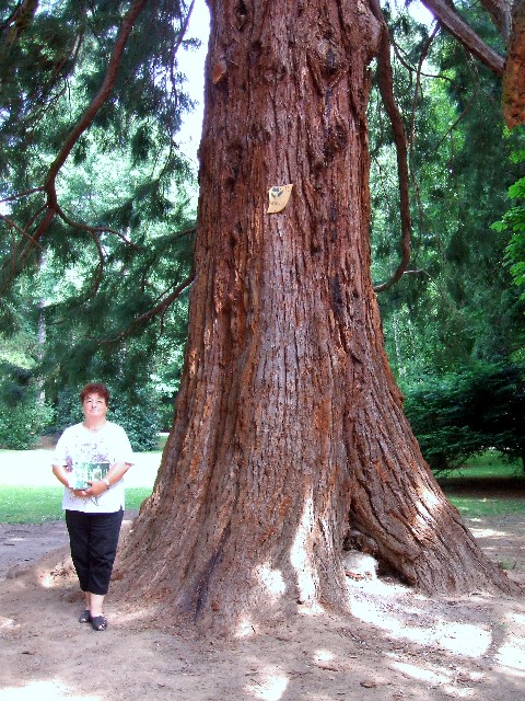 Séquoia géant à Guebviller