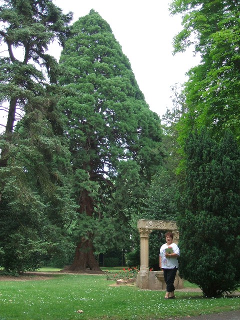 Séquoia géant au parc de la Marseillaise