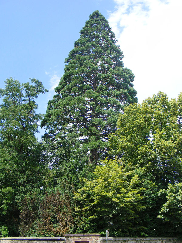 Séquoia géant à Guebwiller