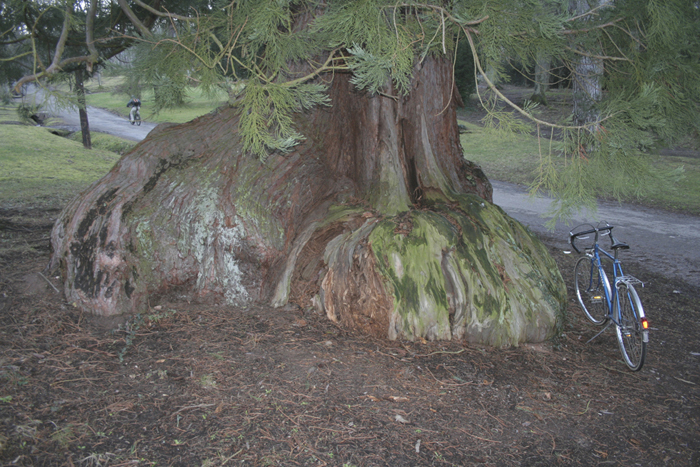 Le fameux séquoia de Guebwiller