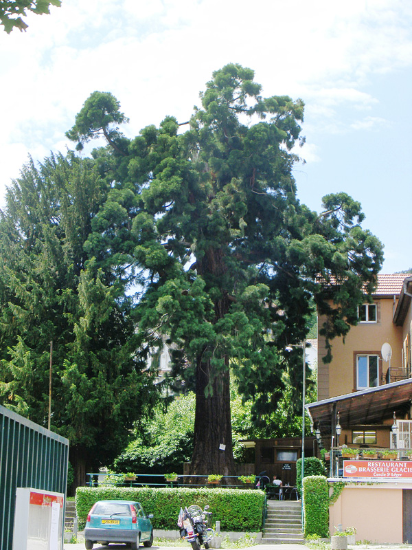 Séquoia géant à Guebwiller