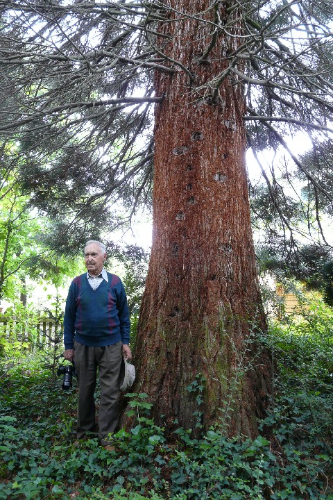 Séquoia géant 3m10