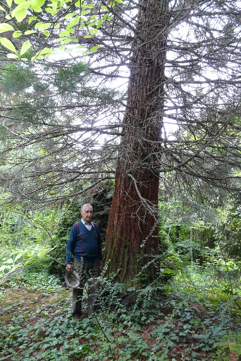 Séquoia géant 2m54