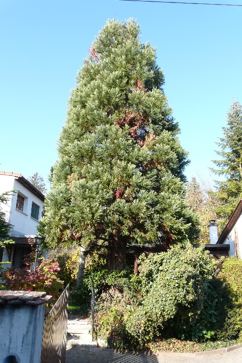 Séquoia géant à Hégenheim