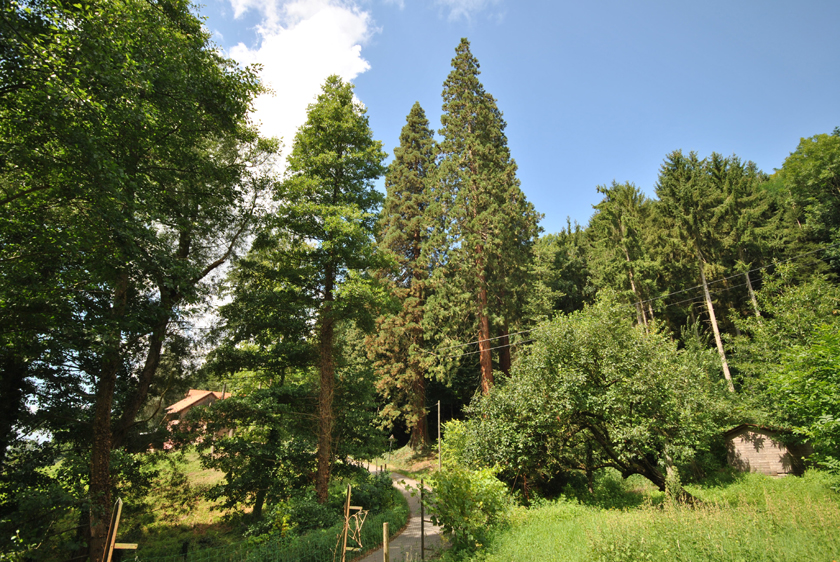 Le groupe des séquoias géants à Niederbronn-les-Bains © Régis André