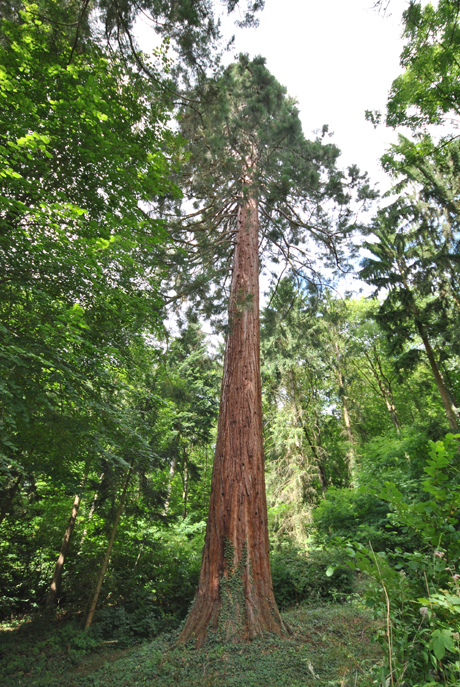 Séquoia géant de 54m60 de hauteur