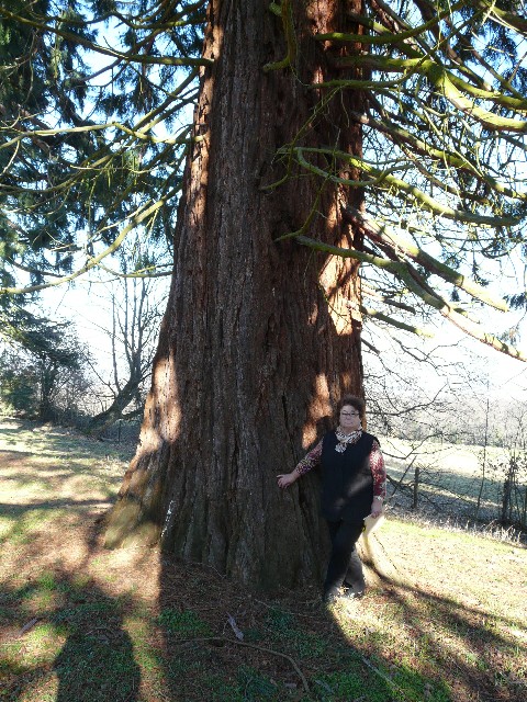 Séquoia géant au lieu dit Truttenhausen