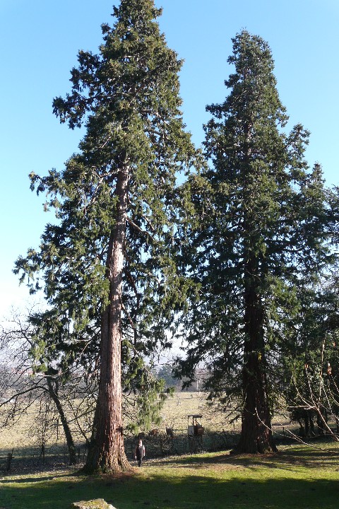 Séquoias géants à Heiligenstein