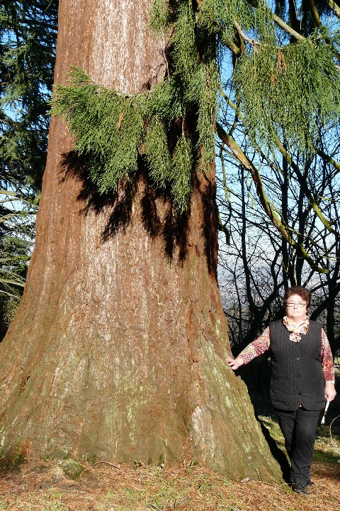 Séquoia géant à Heiligenstein