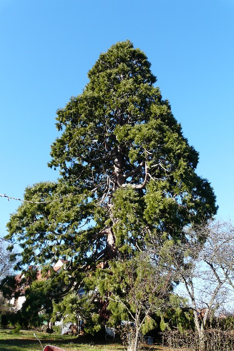 Séquoia géant rue Ehret Wantz