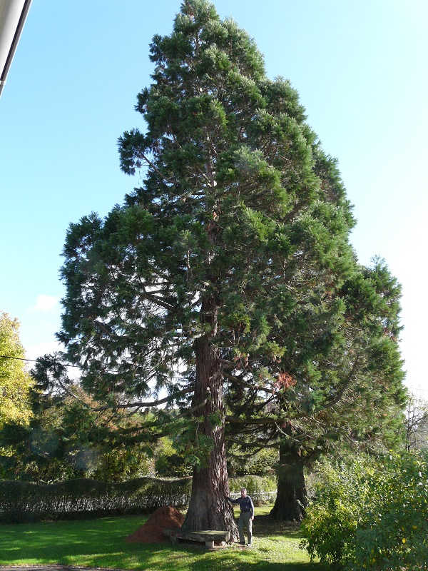 Séquoias géants à Hirsingue