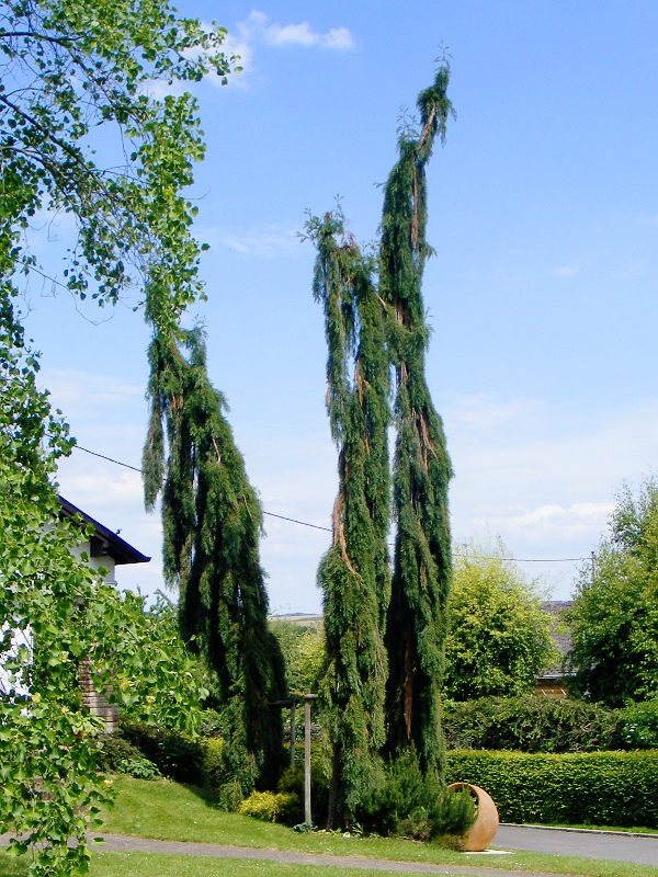 Séquoias pendulum à Hochfeden