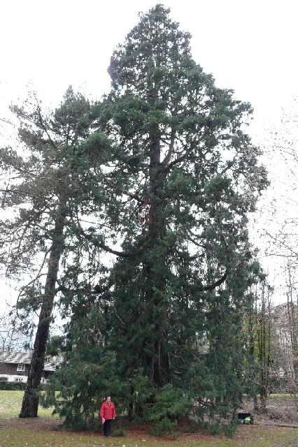 Troisième séquoia géant