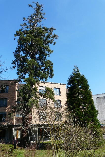 Séquoias géants à Illzach Modenheim