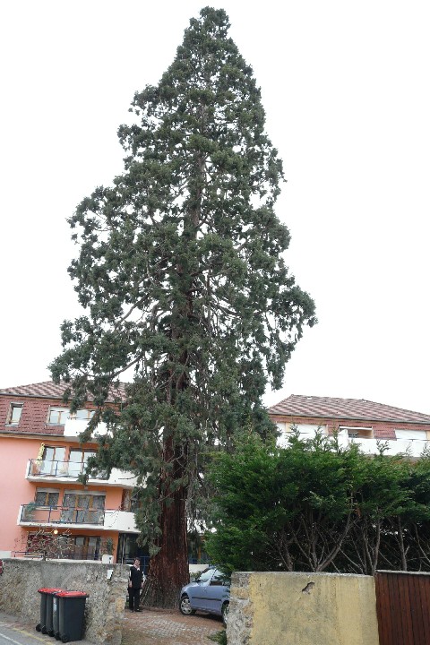 Séquoia géant à Ingersheim rue de la rivière